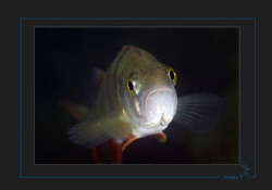 Face to face  with a perch by Sven Tramaux 